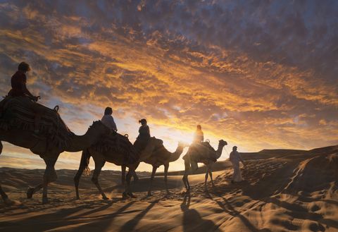 tourists on camels in the desert at sunset