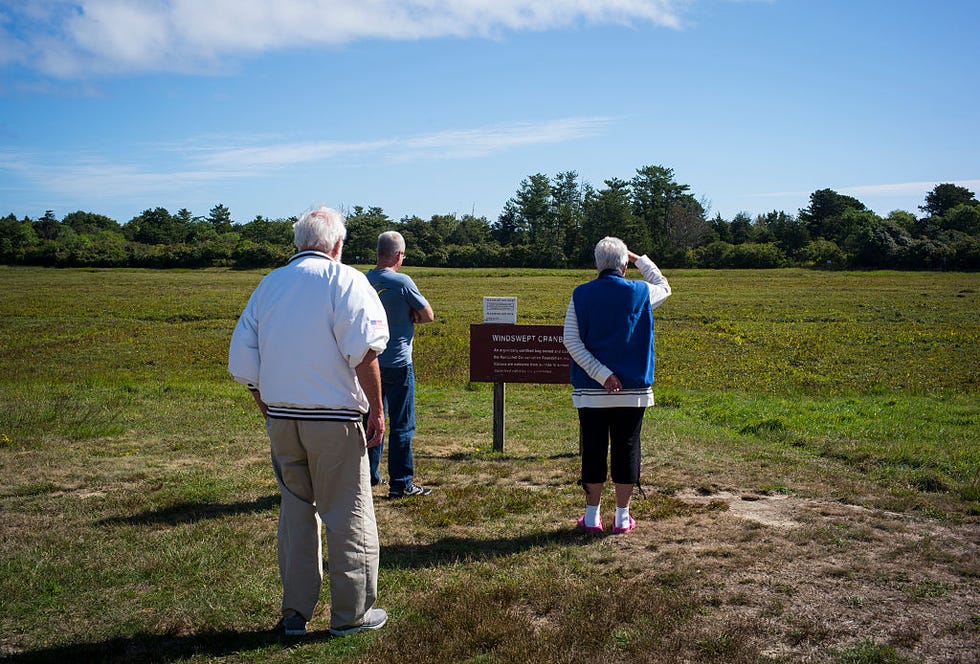 organic cranberry bog on nantucket island