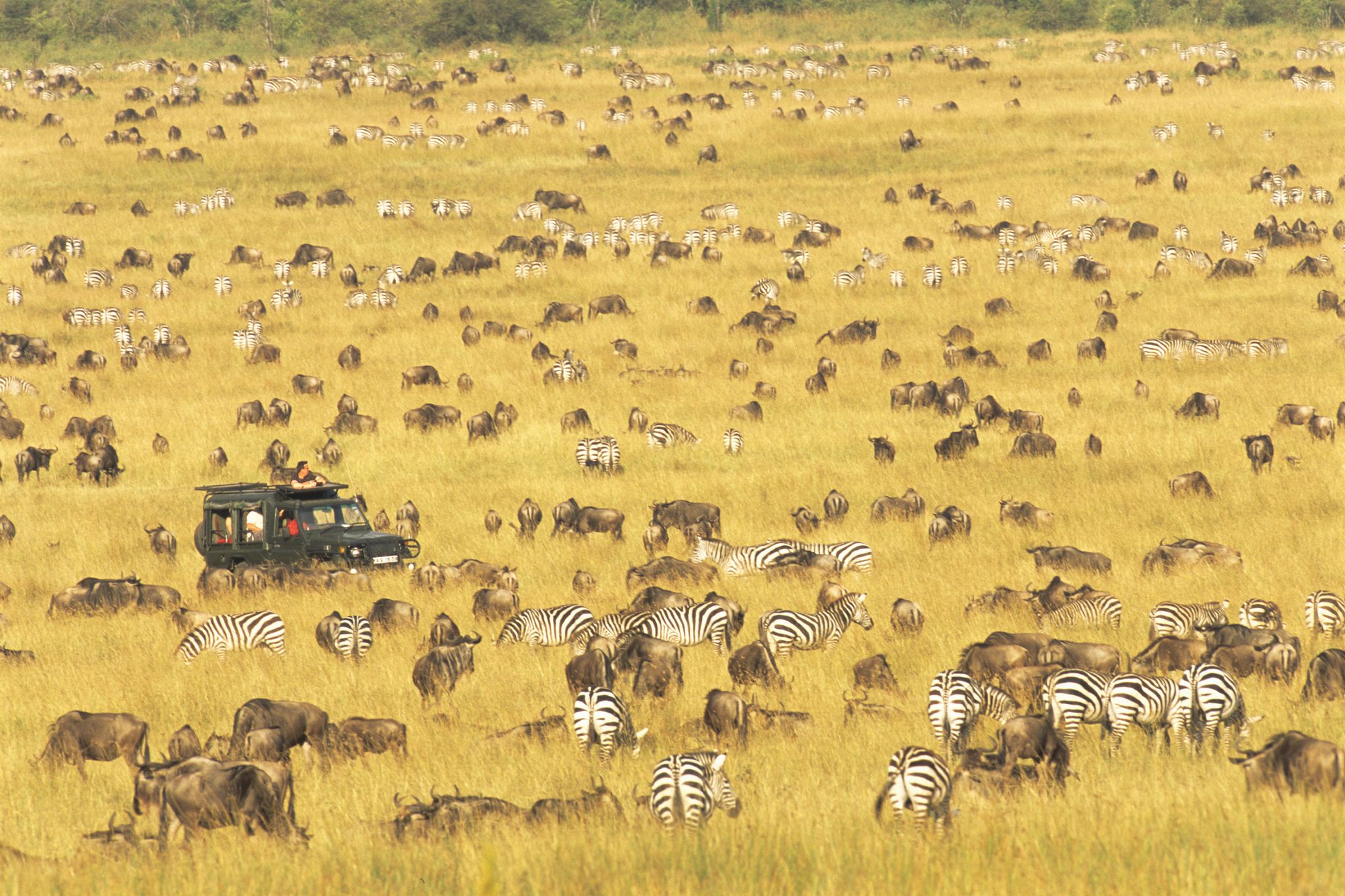 visitors watching wildebeest and zebra migration