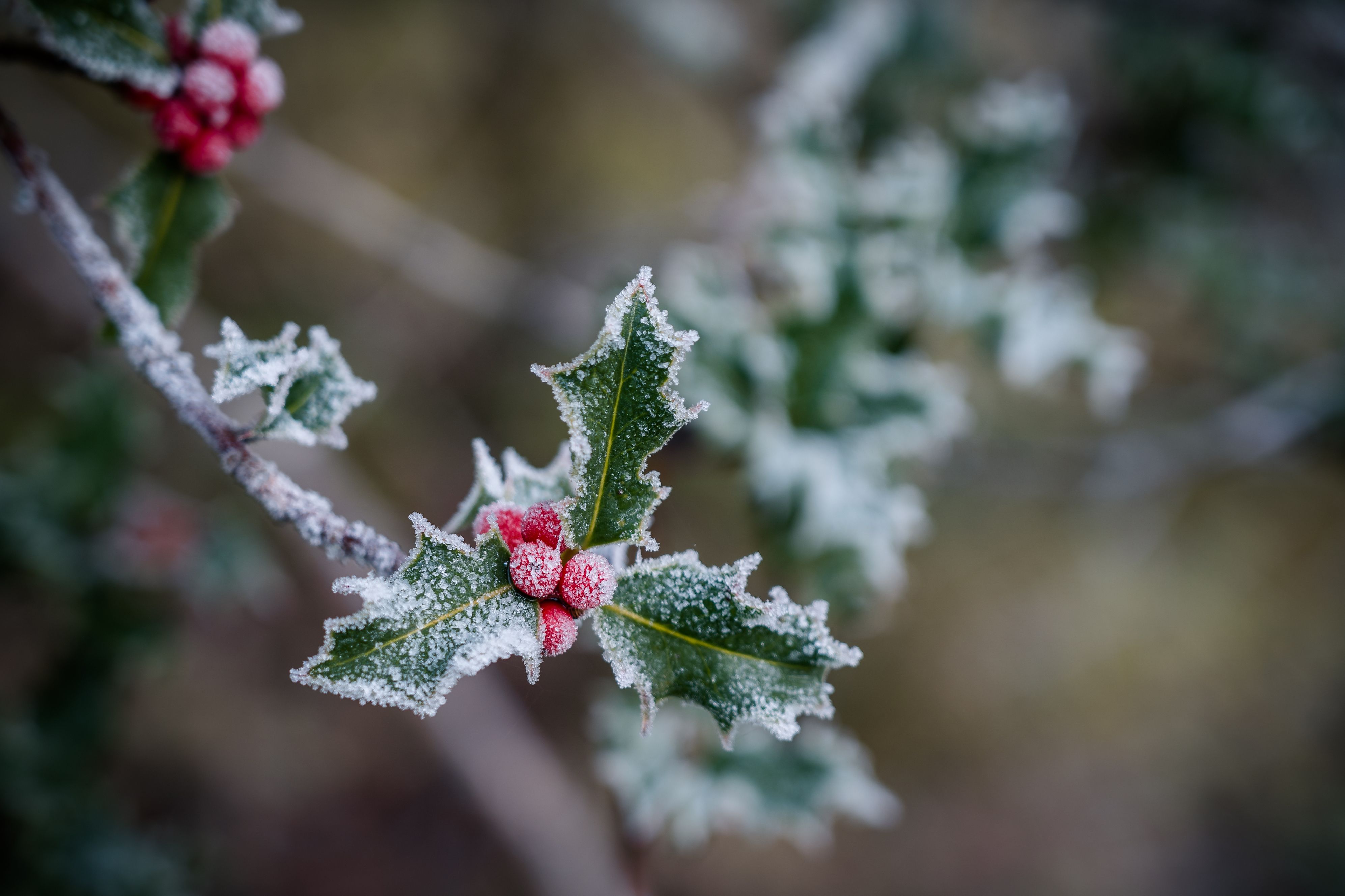 Are holly berries store bad for dogs