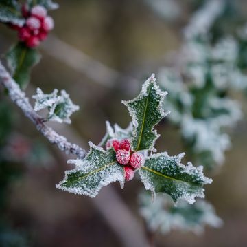 11 christmas plants that are toxic to dogs