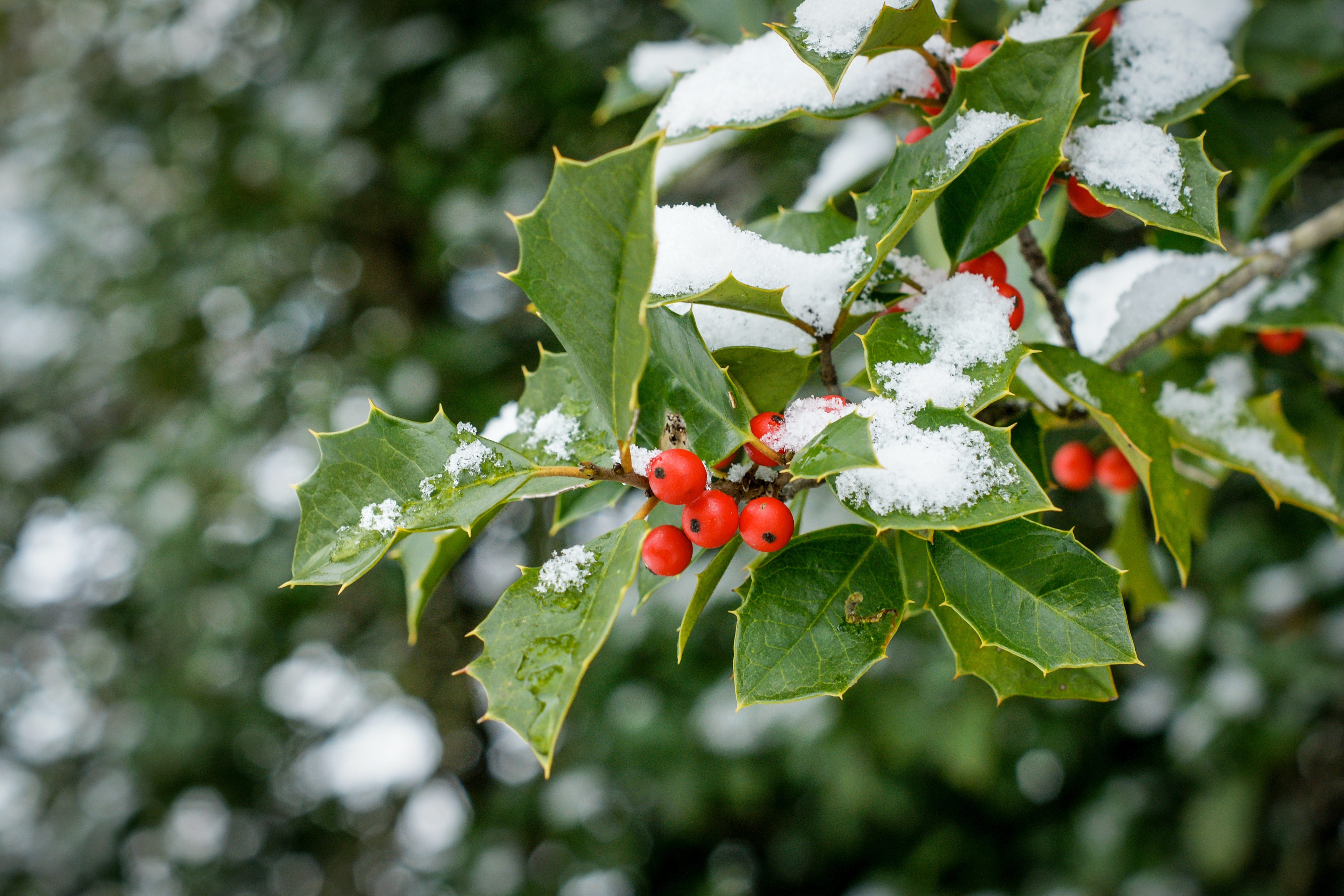 are red tree berries poisonous to dogs