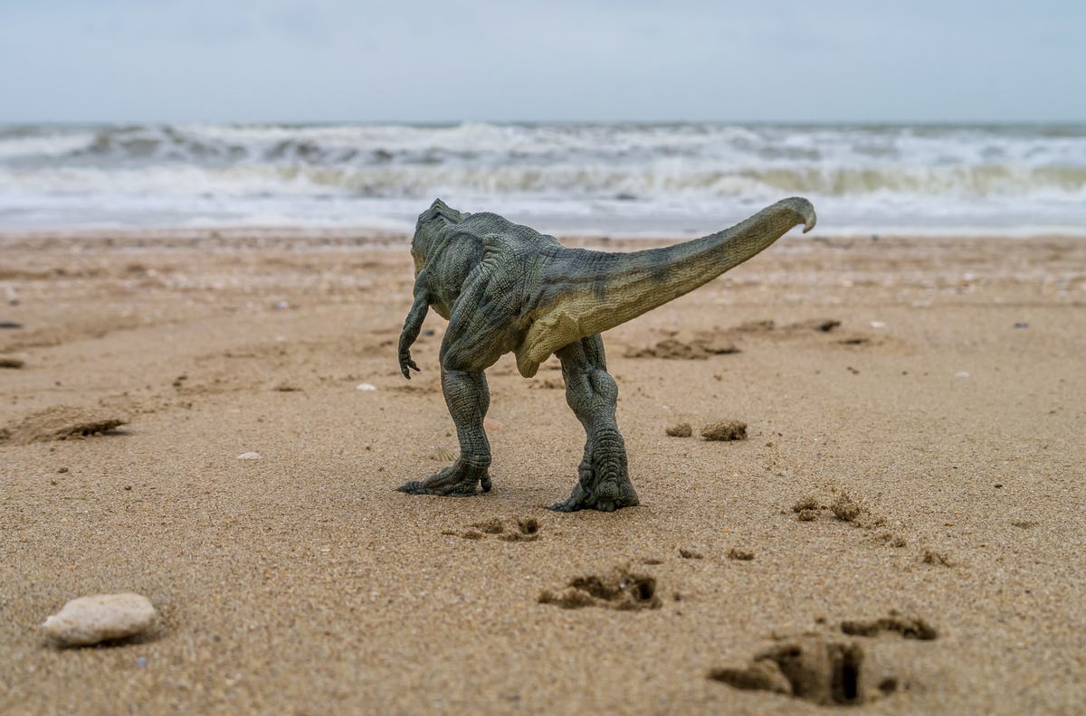 10-year-old girl finds dinosaur footprints on the beach