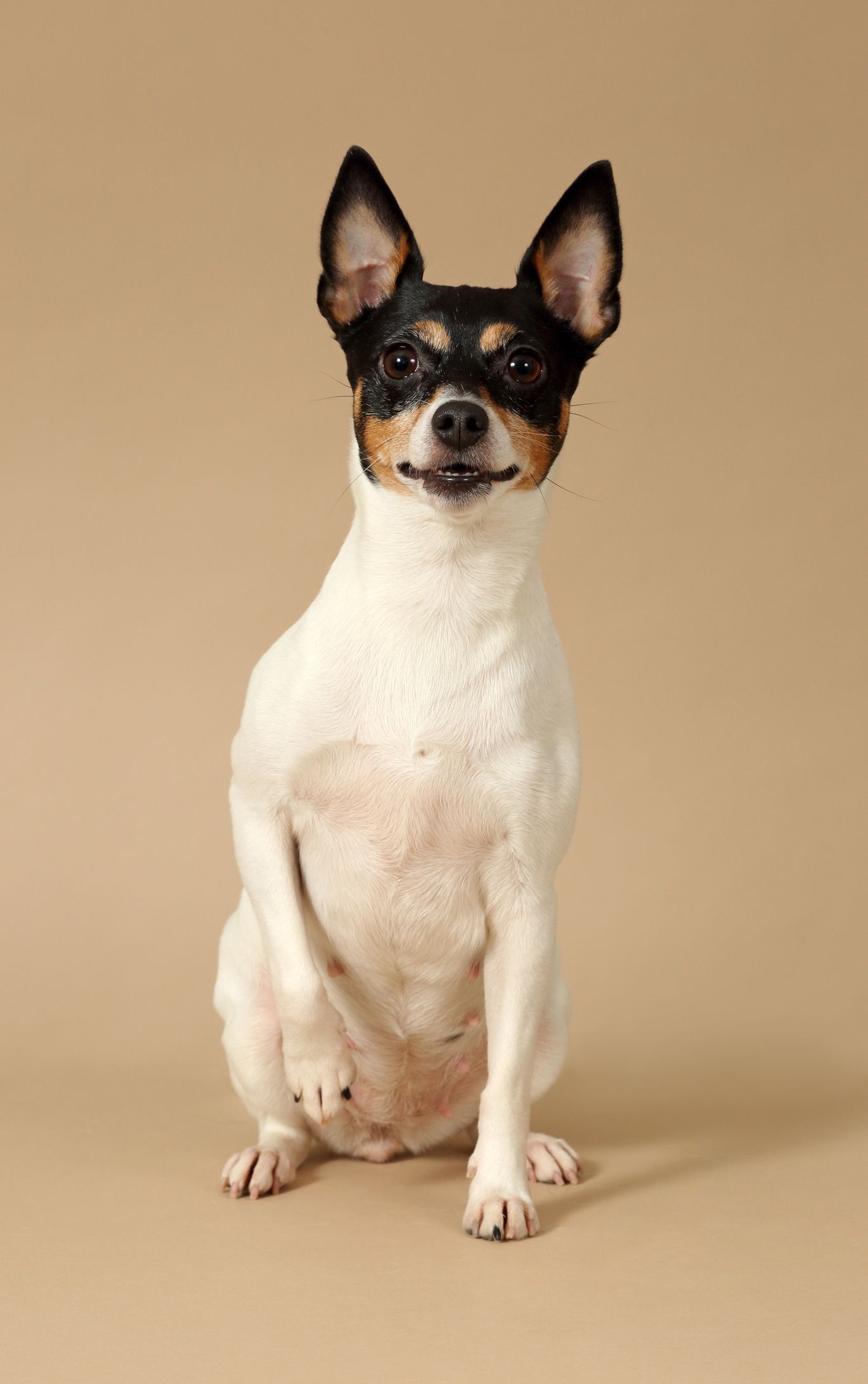are toy fox terrier good with kids