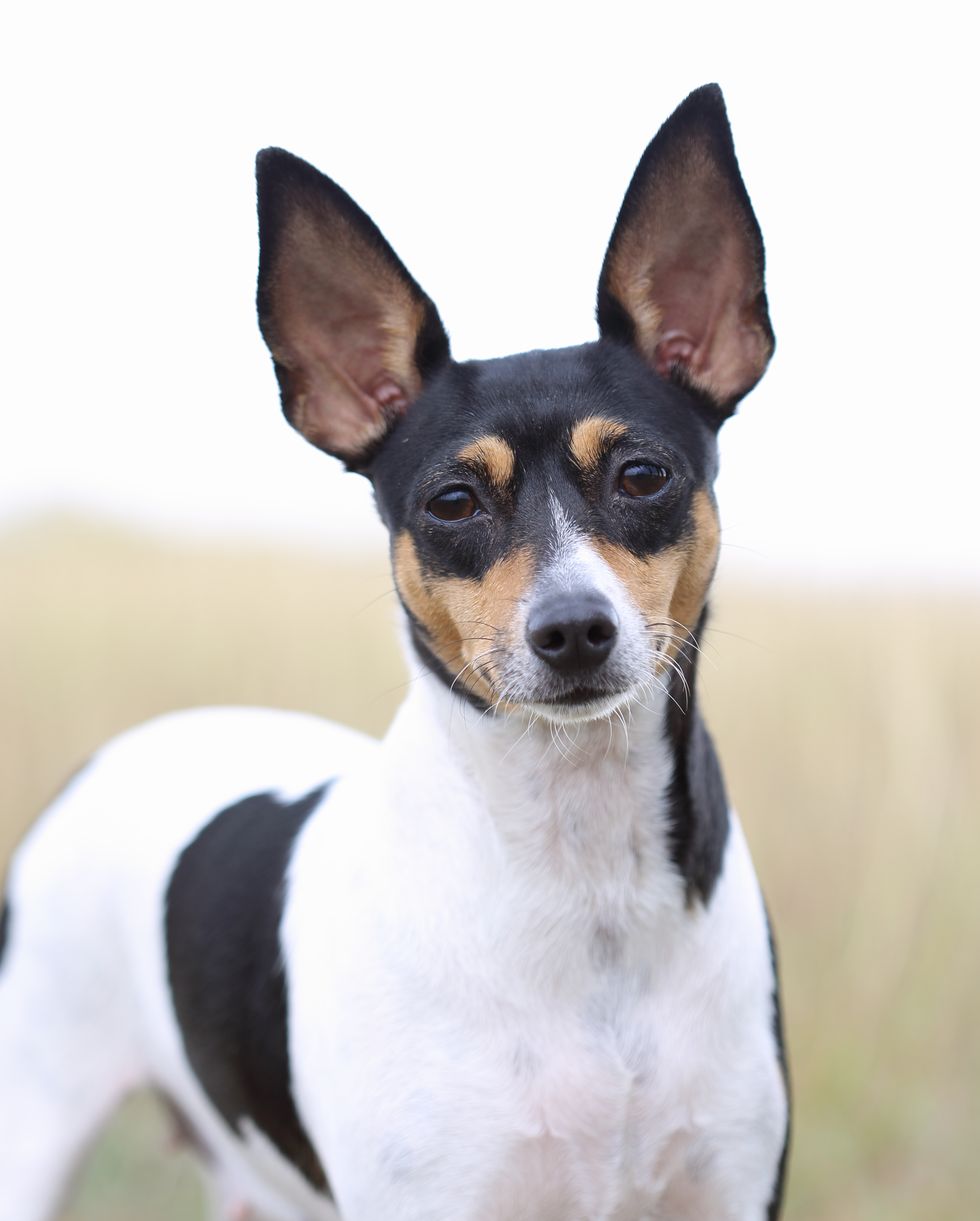 small dog breeds toy fox terrier