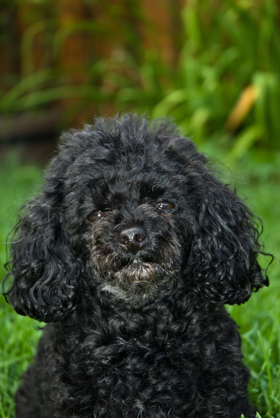 toy poodle on the lawn shallow depth of field