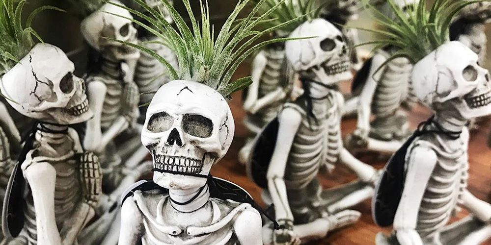 Skeleton, Skull, Bone, Plant, Technology, 