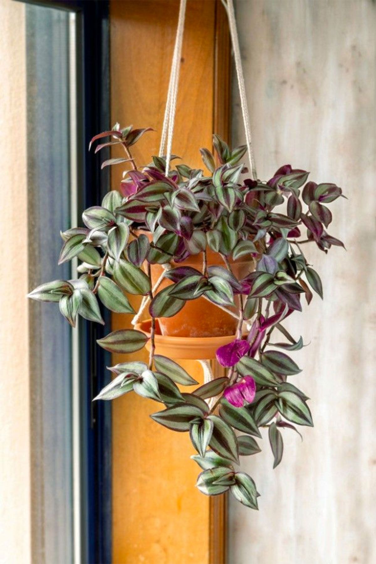20 mejores plantas colgantes para decorar casa