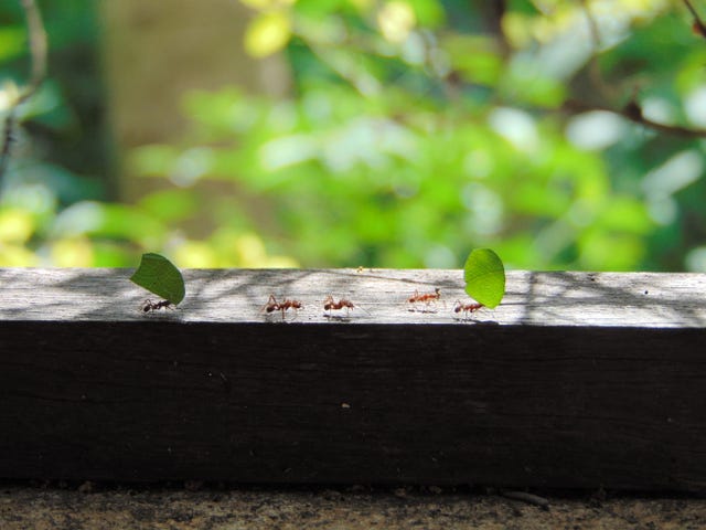 trail of ants