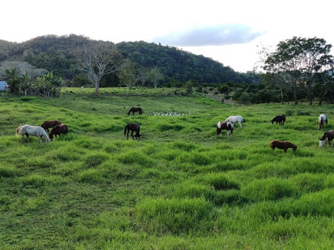 horseback riding