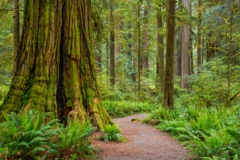 trail through redwood trees in simpson reed grove