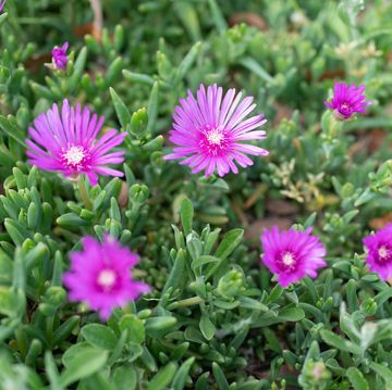 best ground cover plants, trailing ice plant