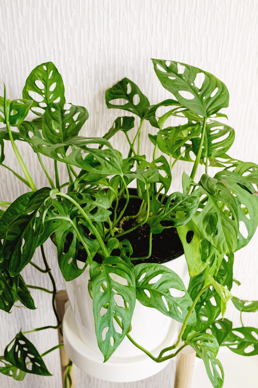 10 Best Trailing Plants For Your Home