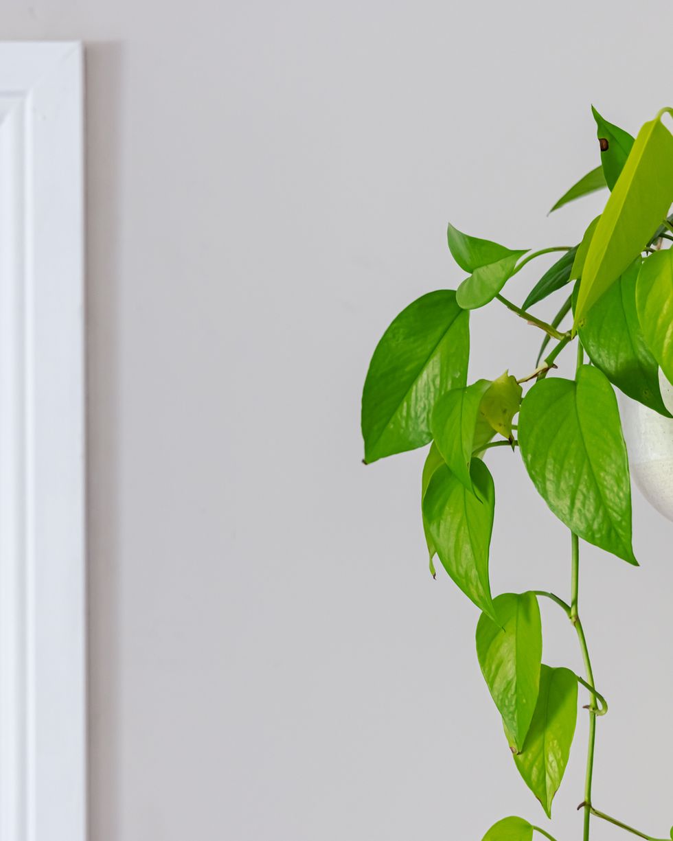 Give Your Trailing Plants an Upward Trajectory with This Plant