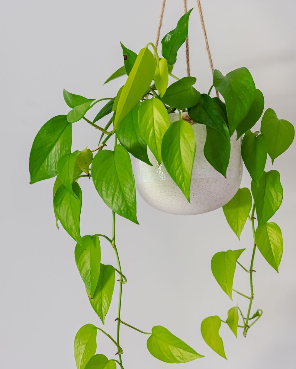 trailing plants   devils ivy golden pothos indoor plant vine in a hanging pot