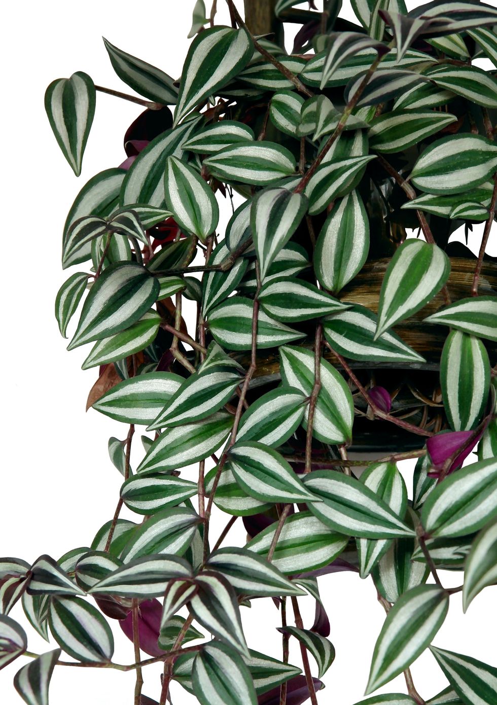 trailing plants   tradescantia zebrina
