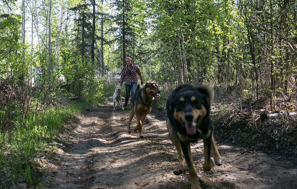 dogs running on trail