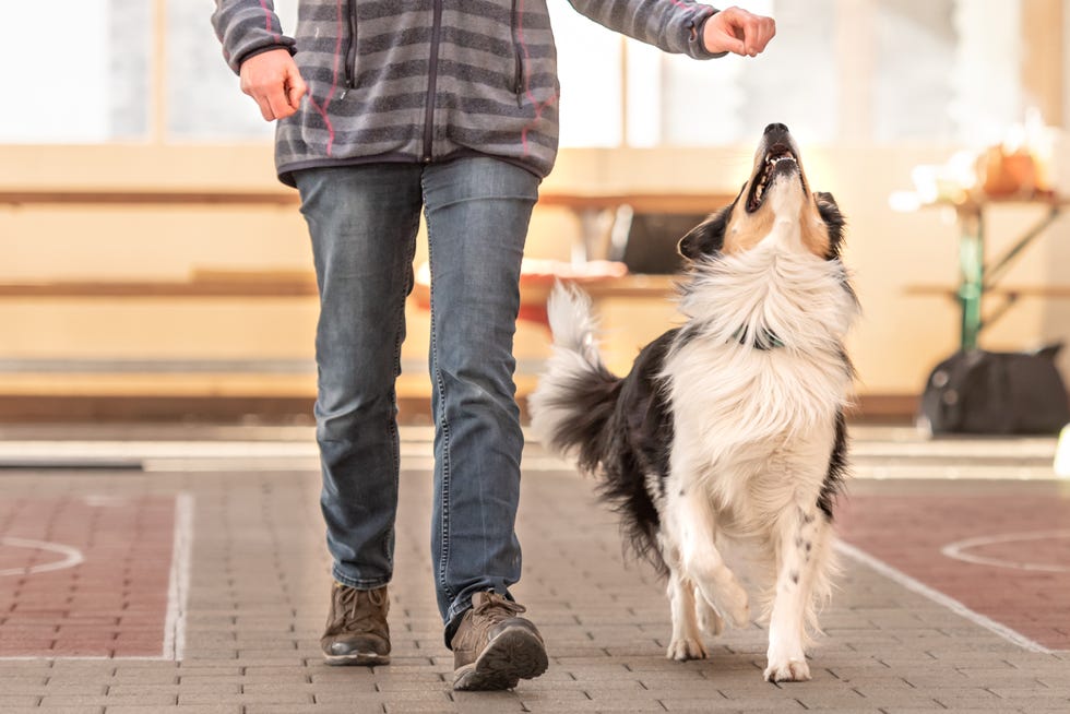 attentive border collie dog works together with his owner