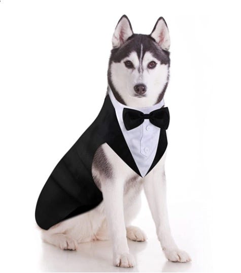 disfraces halloween perros
