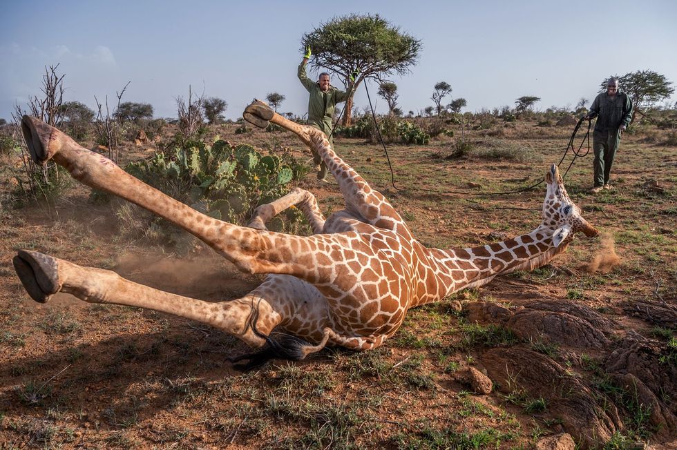Keniaanse wildedierenexperts lopen richting een netgiraffe die een verdoving kreeg in het Loisaba Wildlife Conservancy Ze bevestigen een GPSapparaatje aan een van de ossiconen de hoorntjes op de kop van het dier zodat onderzoekers het kunnen volgen in het kader van een voornemen om 250 giraffen in belangrijke delen van Afrika te volgen om te achterhalen hoeveel ruimte giraffen nodig hebbenUit Een gewaagd plan om de bedreigde giraffen van Afrika te redden september 2019