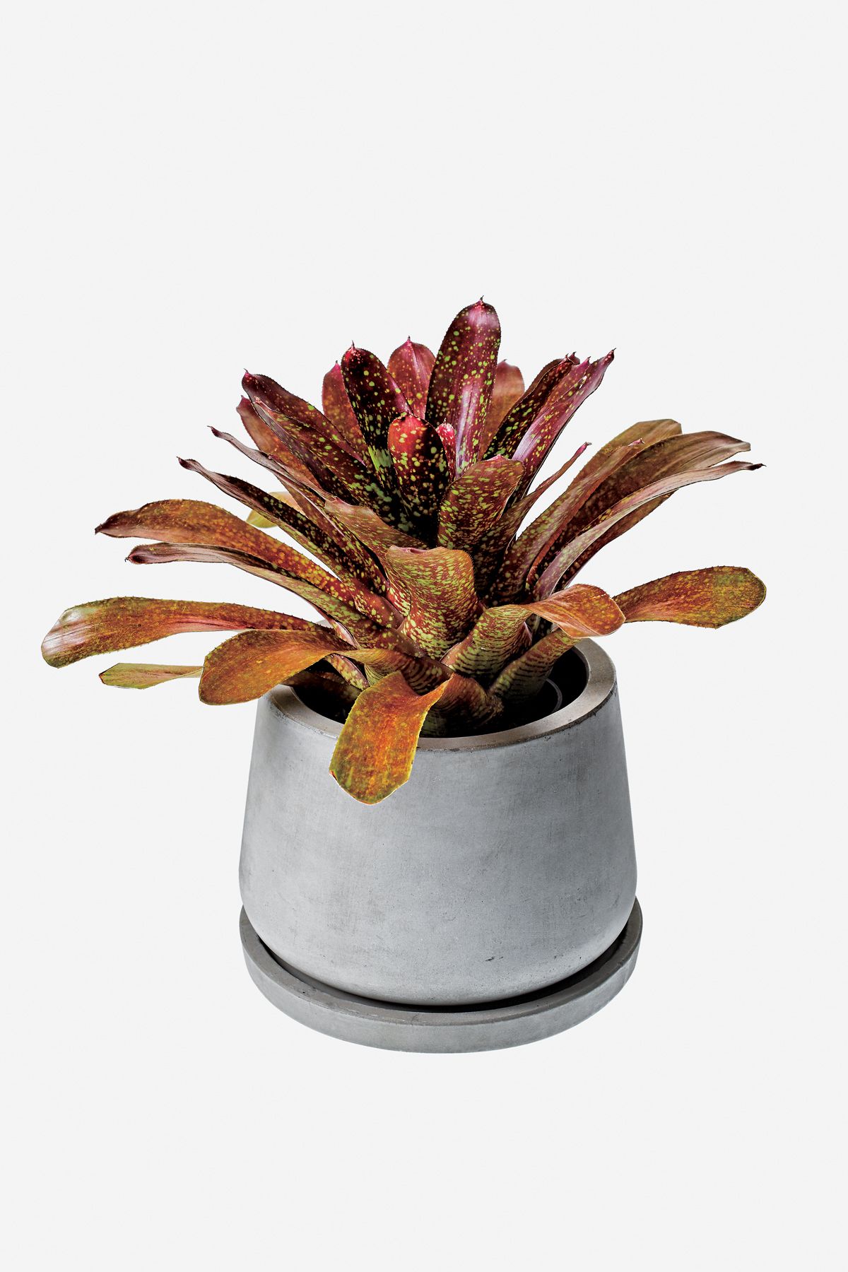 おしゃれな植物が買えるグリーンショップ11軒！｜ELLE DECOR [エル・デコ]