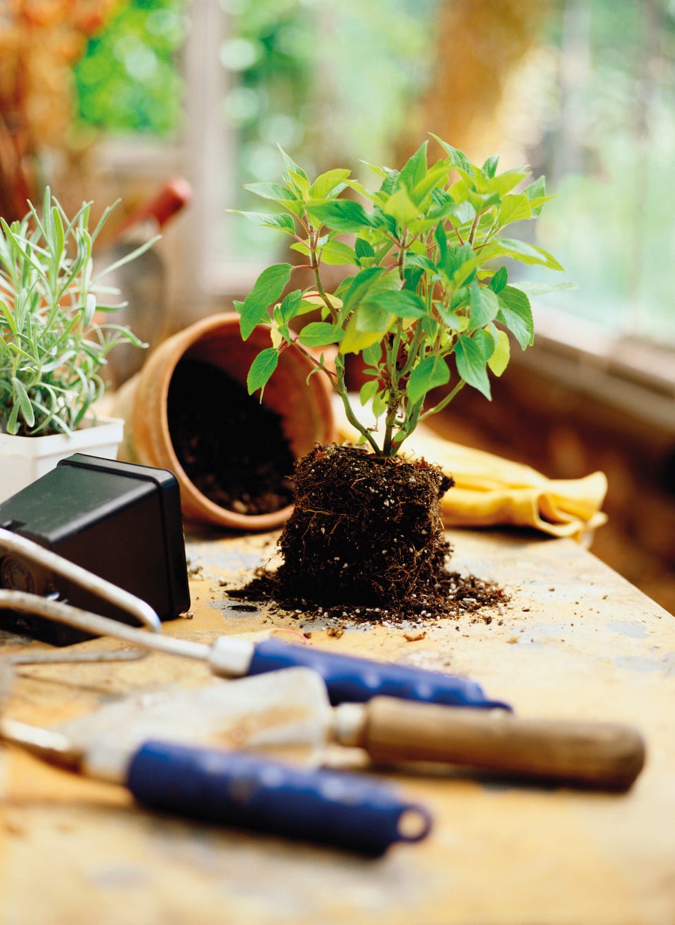 transplantar macetas para revivir las plantas