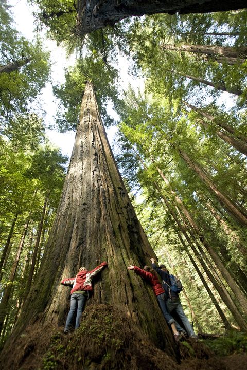 Tree, Bigtree, Redwood, Old-growth forest, Forest, Natural environment, Woody plant, Nature reserve, Trunk, Plant, 