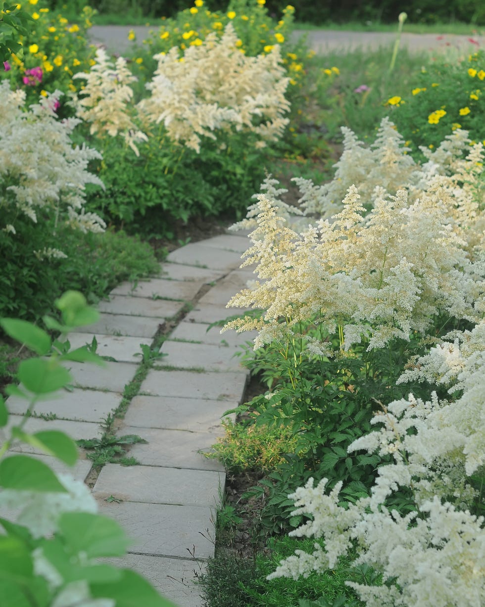 travel photography, landscape design with white astilbe bushes along a path paved with stone slabs closeup selective focus