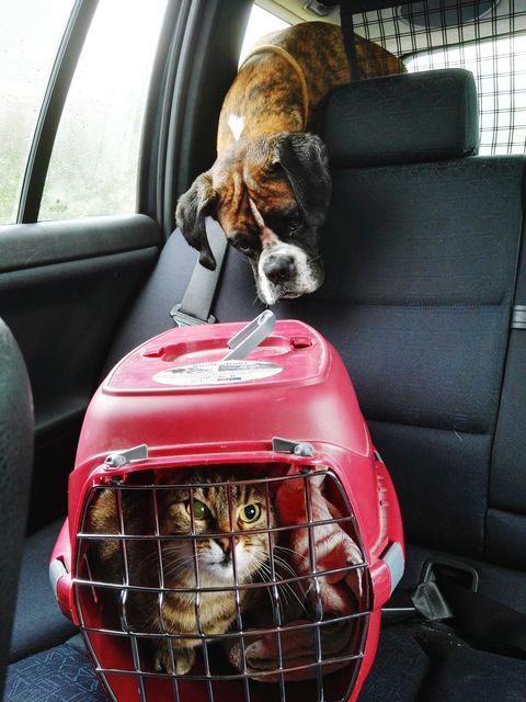 cat in carrier with a dog looking over the backseat of a car