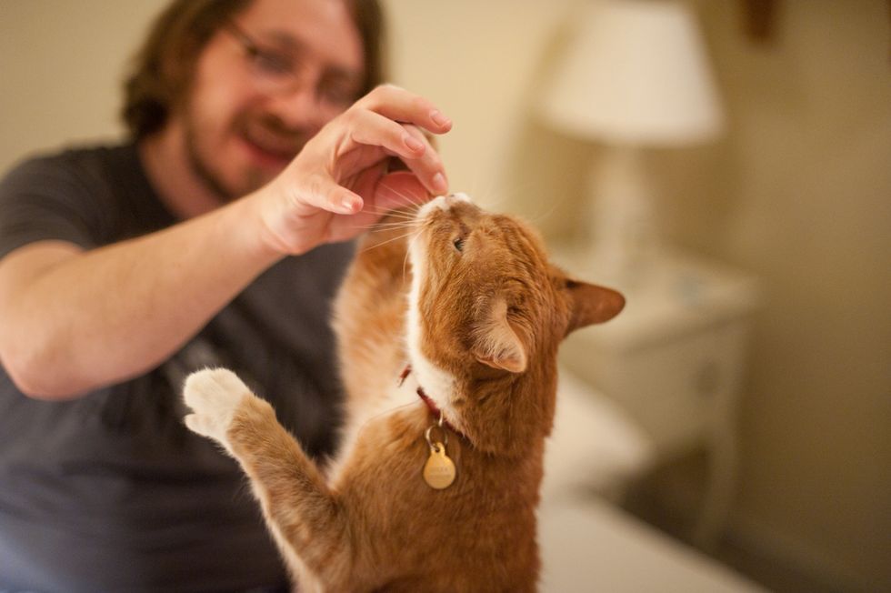 a man feeds a ginger cat a treat from his hand the focus is on the cat and the mans hand