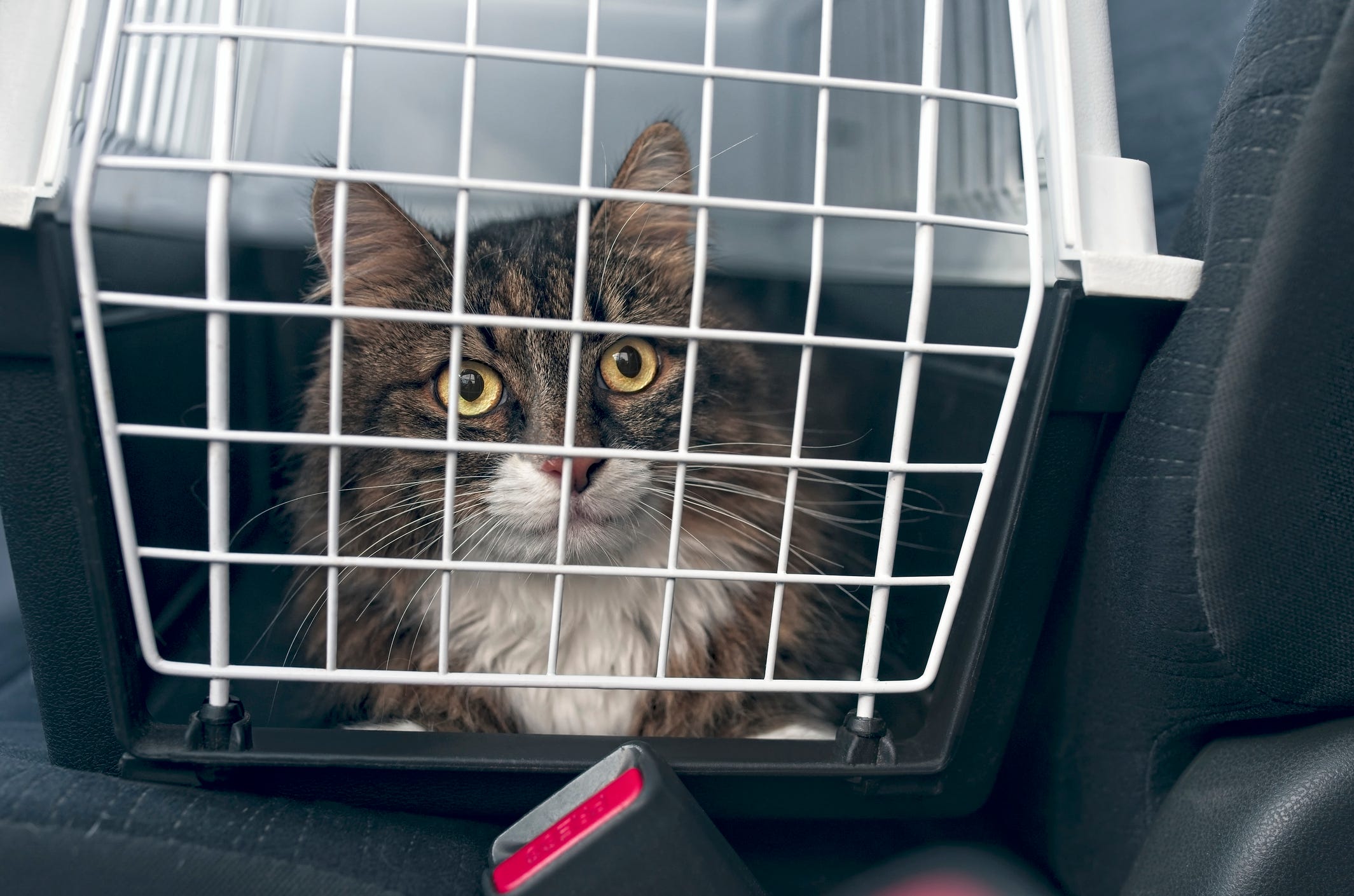 10 tips for traveling with a cat how to transport a cat