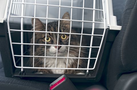 cat in cat carrier in the car