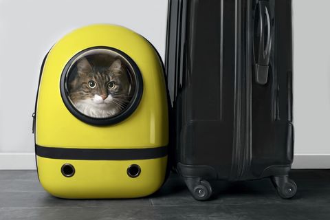 cat in yellow cat carrier next to suitcase