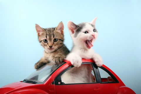 two cute kittens traveling by car