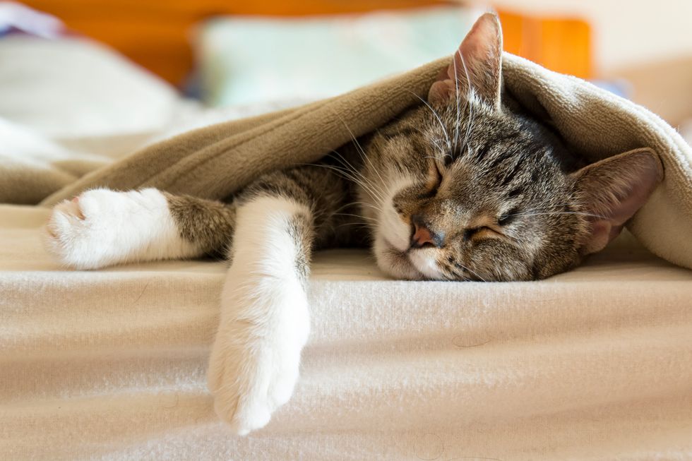 cat sleep on bed under a blanket