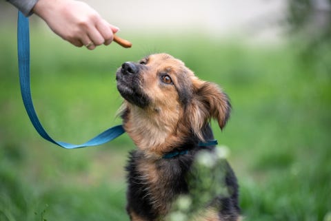 treat for dogs female hand feeding a mongrel dog on a leash in the park
