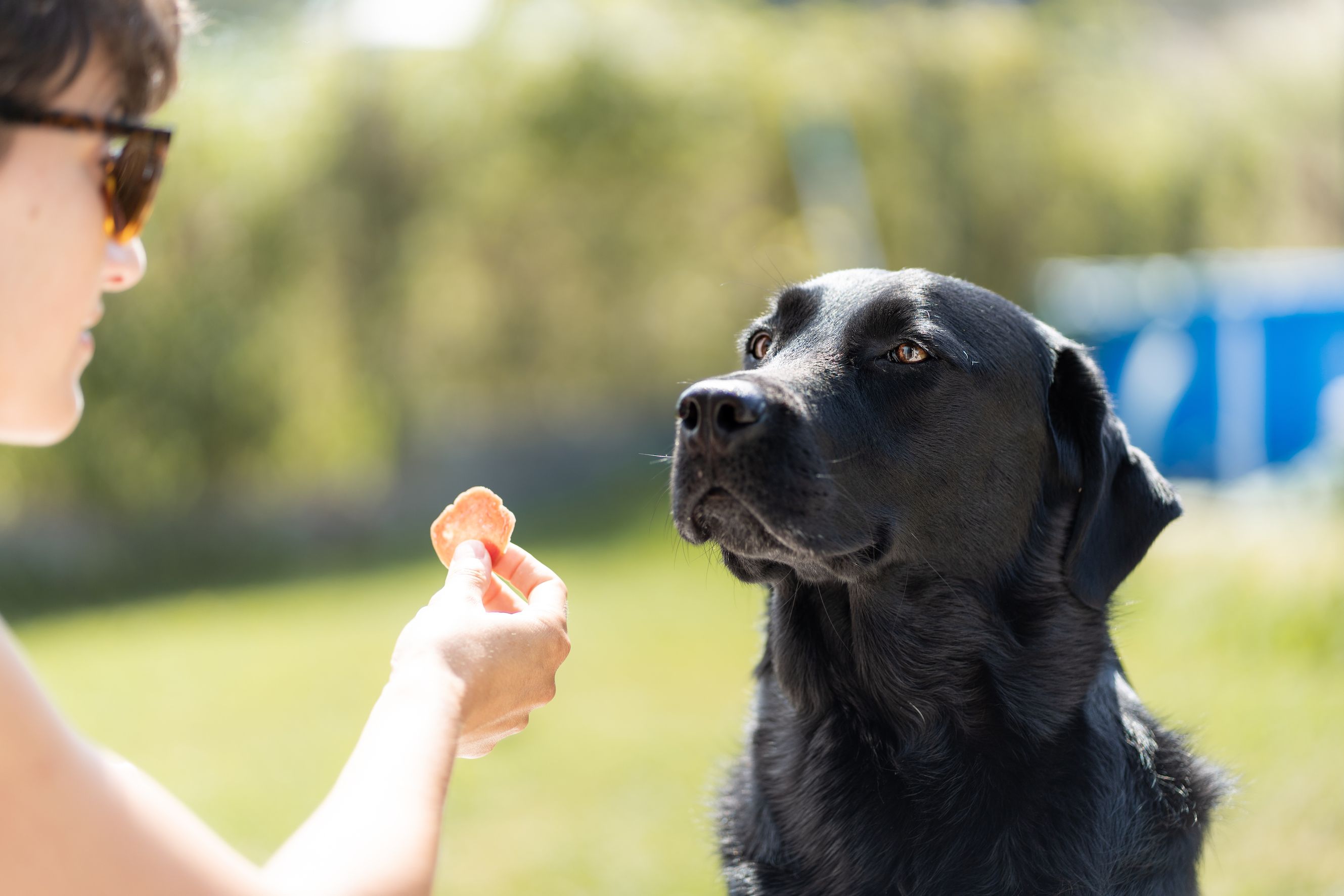 Labrador not eating dry hot sale food