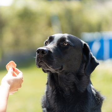 how to treat obesity in labradors