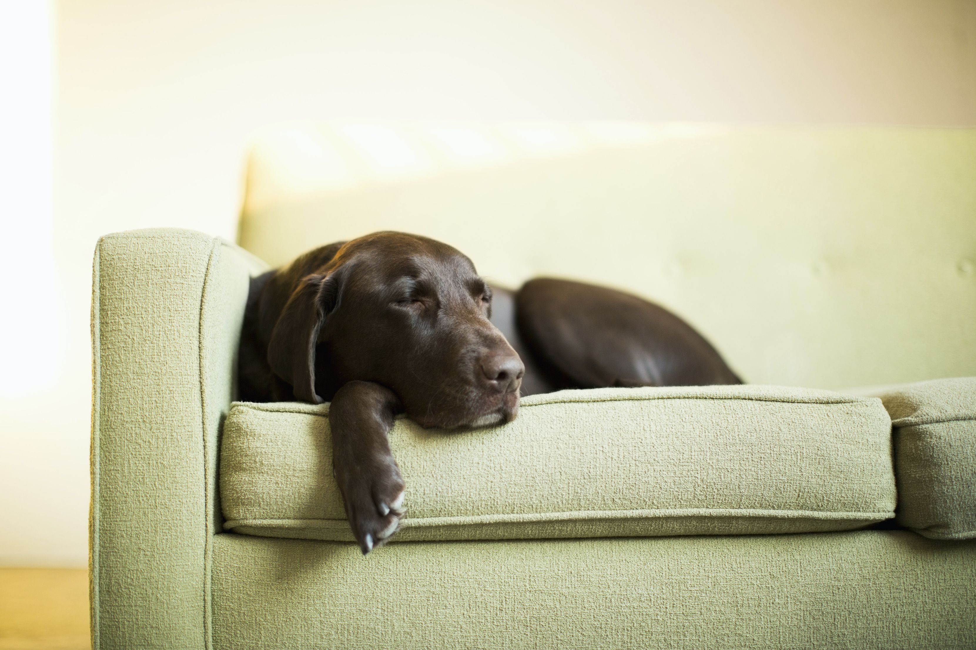 is paracetamol safe for dogs