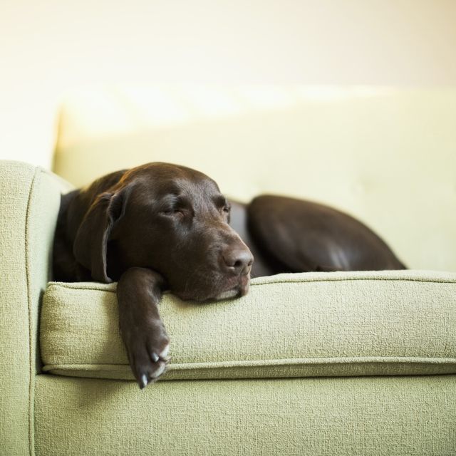 how to treat separation anxiety in dogs