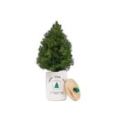 Tree, Green, Plant, Woody plant, Conifer, Fir, Pine, Pine family, Juniper, Cypress family, 