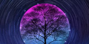 tree in center of swirling universe