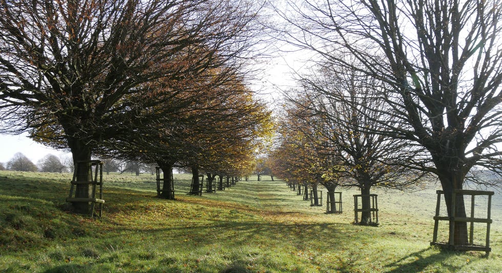 national trust green canopy plans