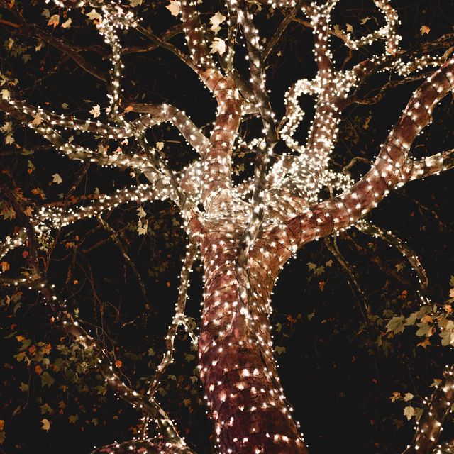 a tree decorated with warm white christmas lights on the branches holidays concept