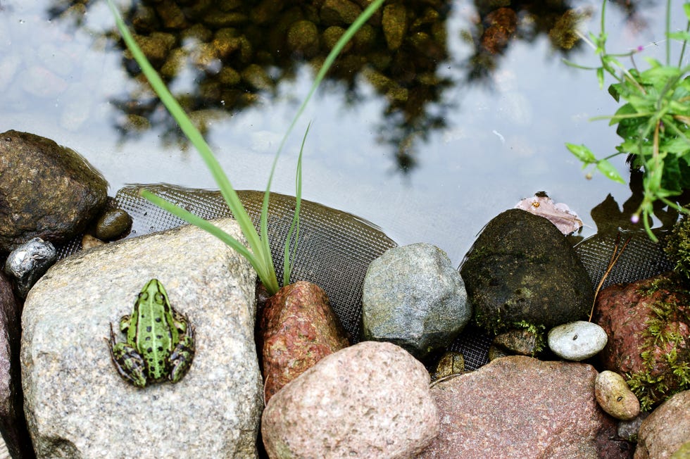Tree Frog by the pond