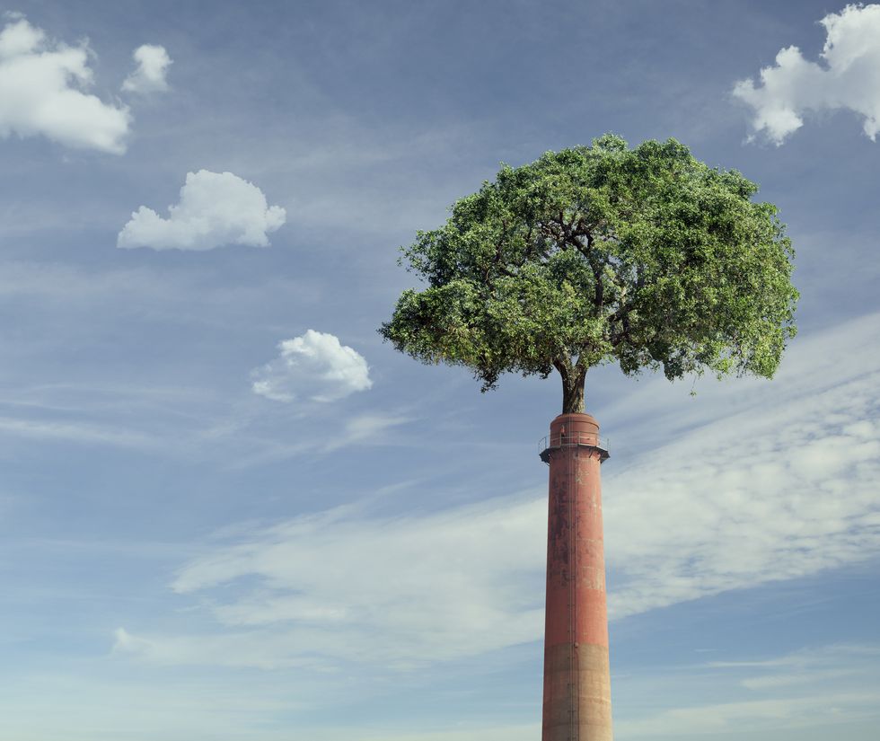 tree growing from smoke stack