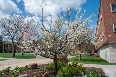 Tree, Spring, Residential area, Daytime, Neighbourhood, Blossom, Plant, Woody plant, Public space, Flower, 