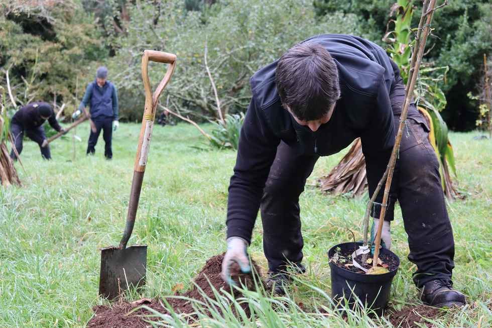 national trust queens green canopy plans