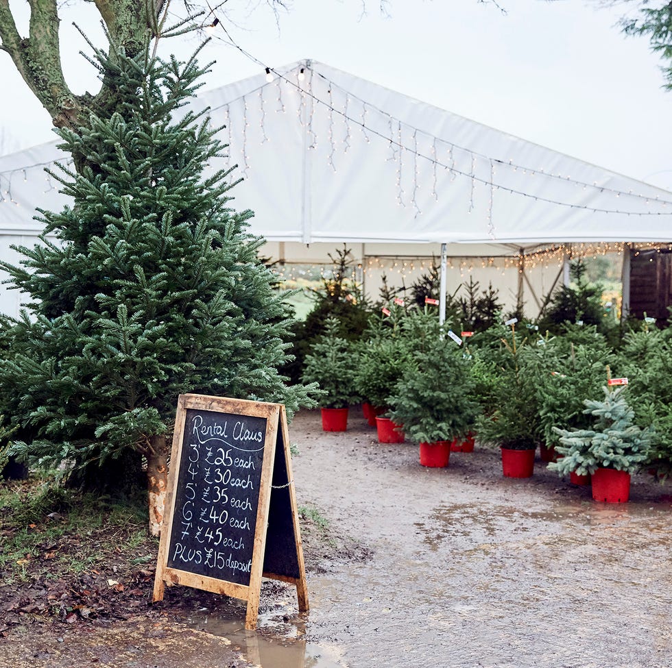 Cotswold Fir Christmas Trees photographed by Alun Callender for Country Living