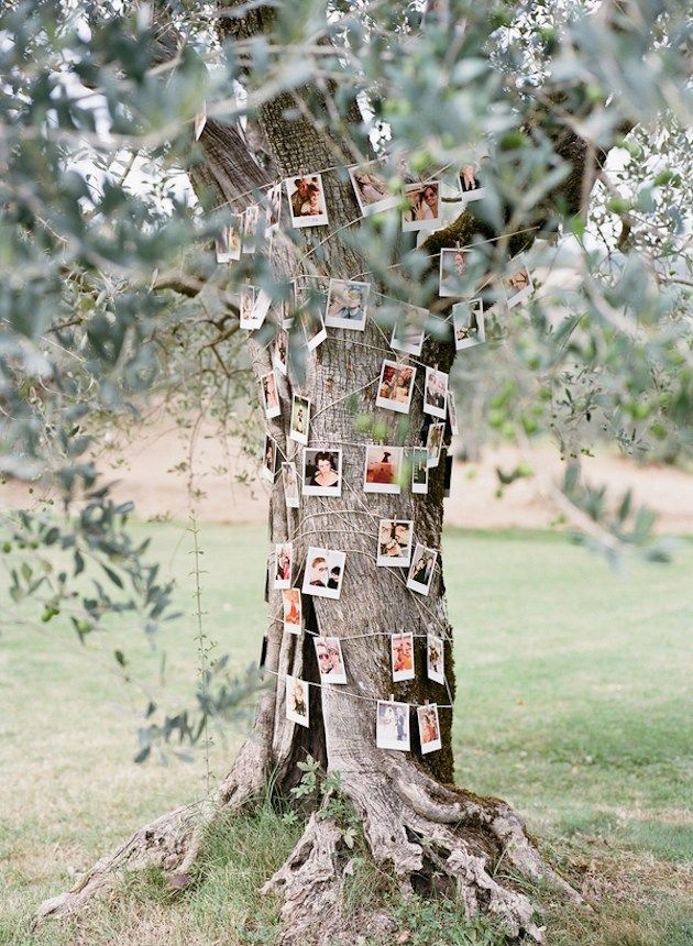 tree trunk photo display outdoor wedding idea
